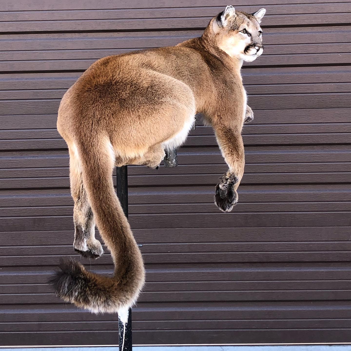 Female Mountain Lion