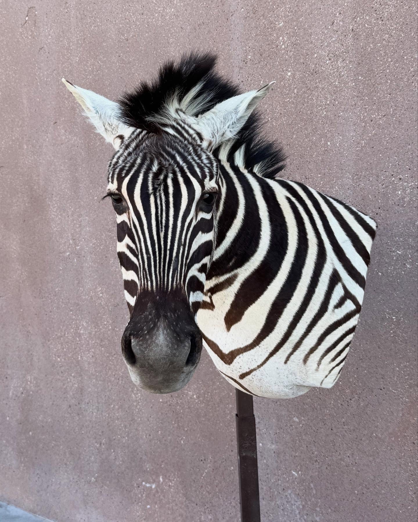 Zebra Wall Mount