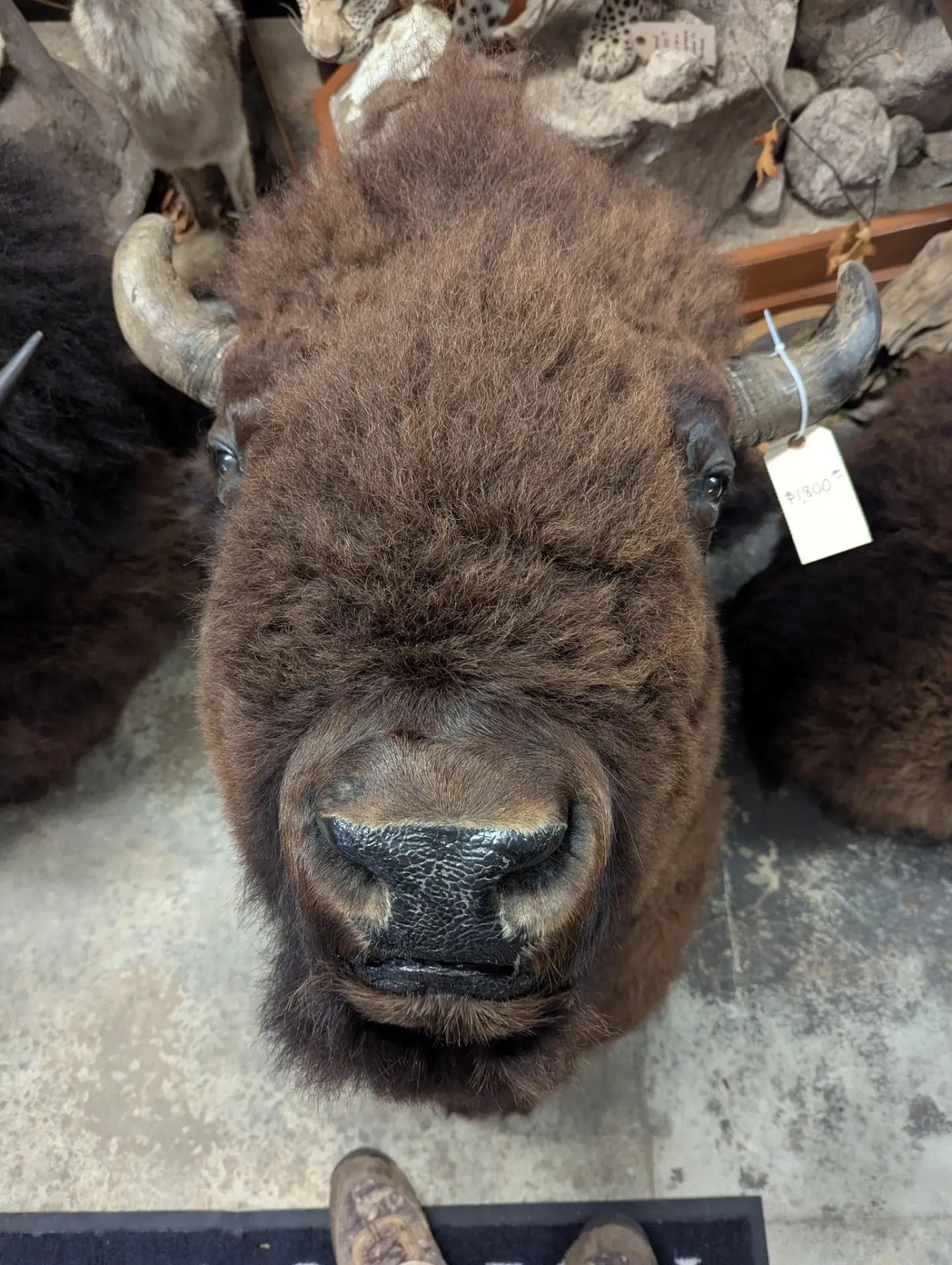 Bison Buffalo